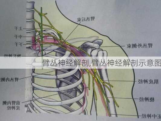 臂丛神经解剖,臂丛神经解剖示意图