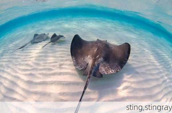 sting,stingray