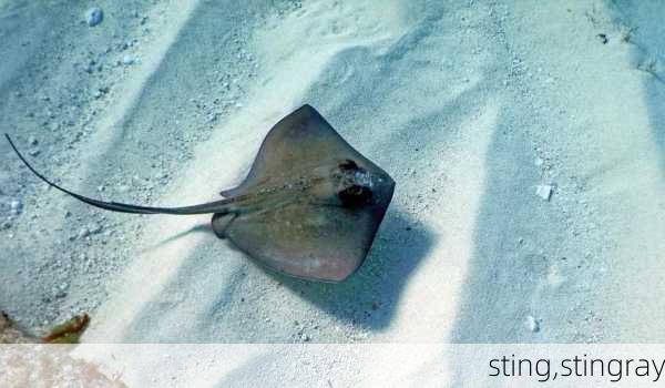 sting,stingray