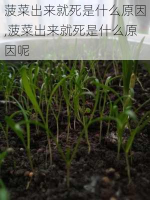 菠菜出来就死是什么原因,菠菜出来就死是什么原因呢