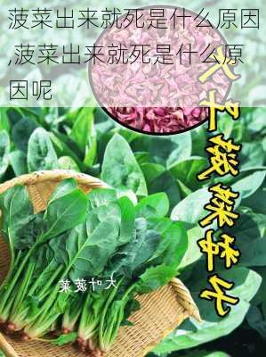 菠菜出来就死是什么原因,菠菜出来就死是什么原因呢